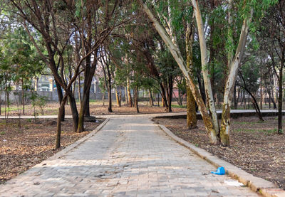 Footpath amidst trees in park