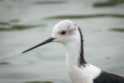 Close-up portrait of a bird