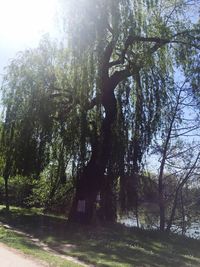 Low angle view of trees against sky