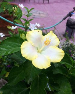 Close-up of yellow flowers