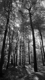 Sunlight streaming through trees in forest