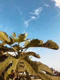 Low angle view of plants against sky