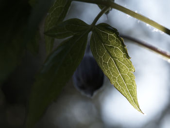 Close-up of leaves on tree