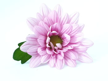 Close-up of pink flower against white background