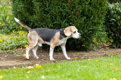 Side view of dog standing on grass