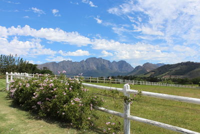 Scenic view of grassy field against sky