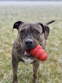 Portrait of amstaff dog with ball on field