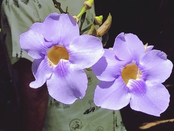 Close-up of flowers blooming outdoors