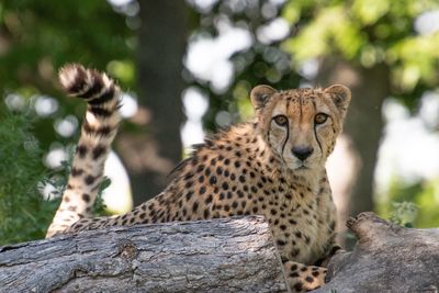 Portrait of giraffe in zoo