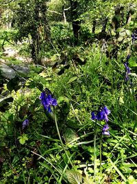 Close-up of purple flowers growing in field