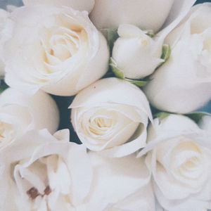 Full frame shot of white roses