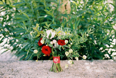 Close-up of red flowering plant