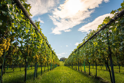 Scenic view of vineyard against sky