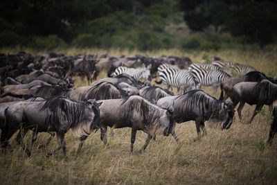 Large group of wildebeest on field