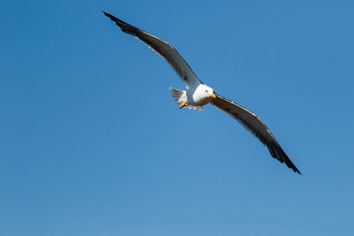 Low angle view of eagle flying in sky