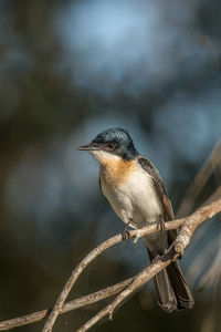 Close-up of bird perching on branch