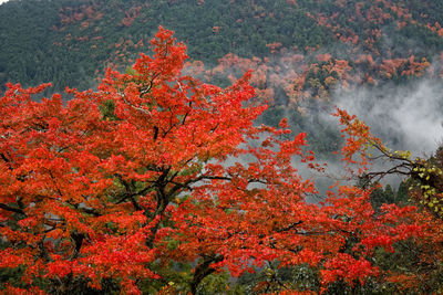 View of autumnal trees