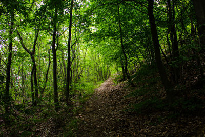 Trail amidst trees in forest