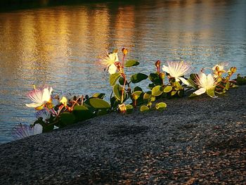 Plants growing by lake