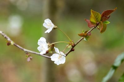 Close-up of cherry blossoms on twig