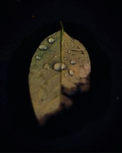 High angle view of raindrops on leaf