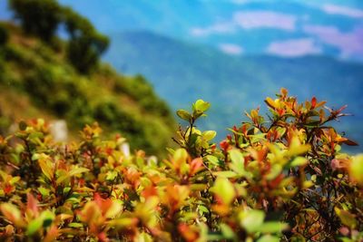 Close-up of yellow flowering plant