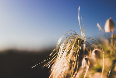 Close-up of stalks in field against clear sky