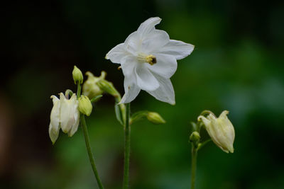 Close-up of white flowering plant