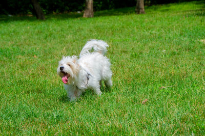 Dog running on grass