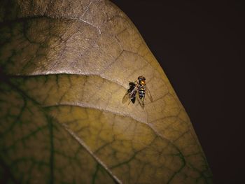 Close-up of insect on leaf