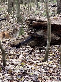 High angle view of cat on field in forest