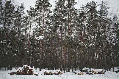 Trees on snow covered landscape