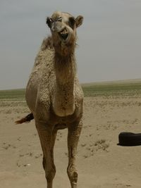 Portrait of a horse on the beach