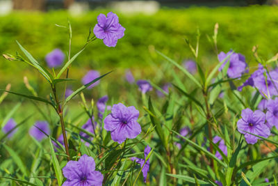 Close-up of purple flowering plants on field