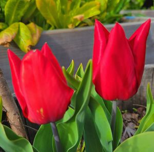 Close-up of red tulip