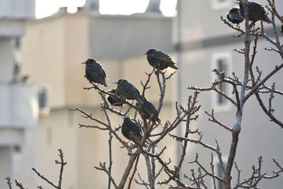 Low angle view of birds perching on bare tree