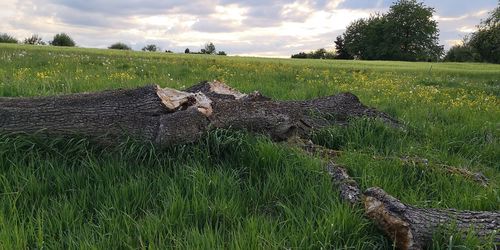 View of sheep on grassy field