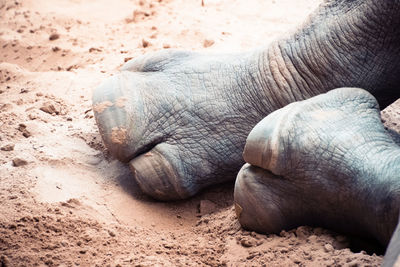 Close-up of elephant