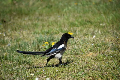 Side view of a bird on field