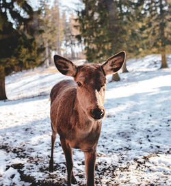 Portrait of horse standing on snow covered land