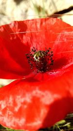 Close-up of bee on red flower