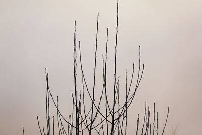 Low angle view of silhouette plants against clear sky