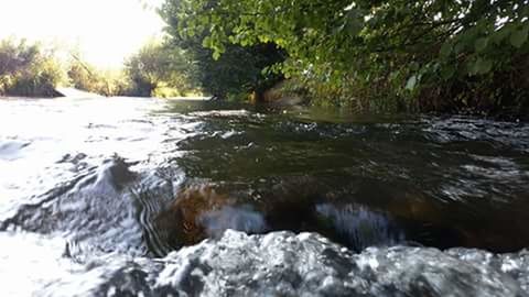 Ducks in water