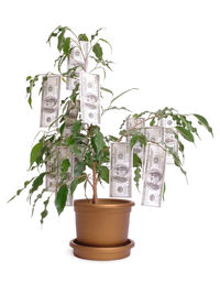 Close-up of potted plant against white background
