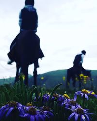 Flowers growing in field