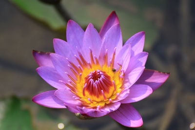 Close-up of flower blooming outdoors