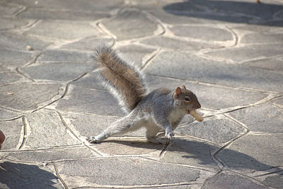 High angle view of squirrel on footpath