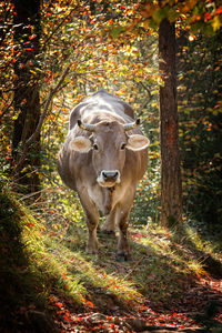 Portrait of a cow