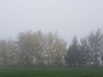 Trees on field against sky