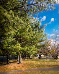 Trees on landscape against sky